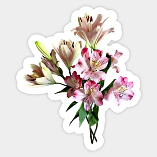 Two Varieties of Pink Lilies Sticker